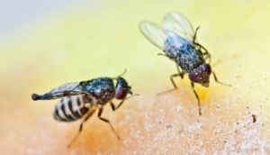 two fruit flies on yellow