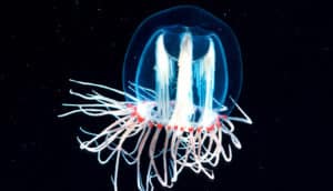 zooplankton jellyfish on black