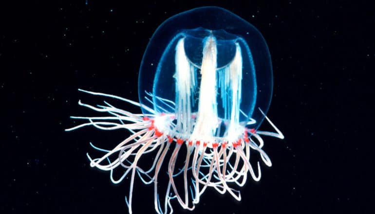 zooplankton jellyfish on black