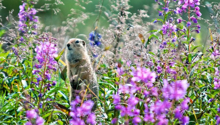 Arctic ground squirrel