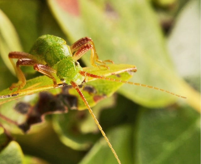 stick insect on leaf