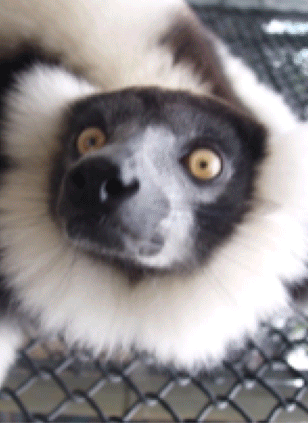 gif of lemur faces