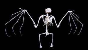 bat skeleton on black