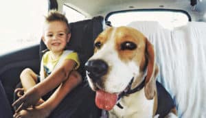 toy and dog in backseat of car