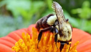 bumble bee on a flower