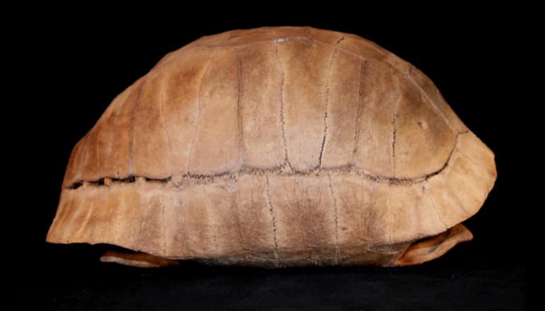 tortoise carapace