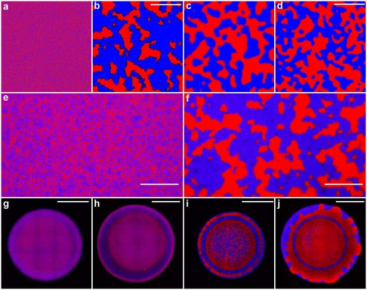 competing cholera in red and blue