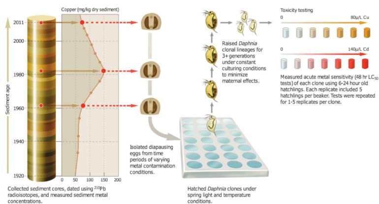 daphnia research diagram