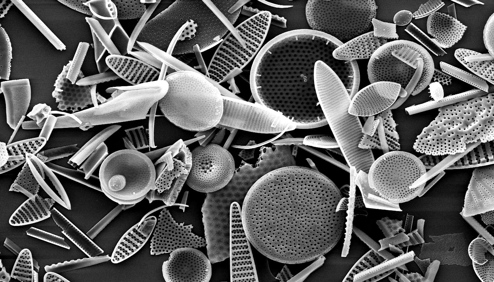 Little diatoms have big influence on ocean nutrients