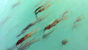 kelp blooms