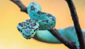malabar pit viper snake