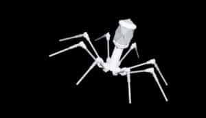 model phage white on black