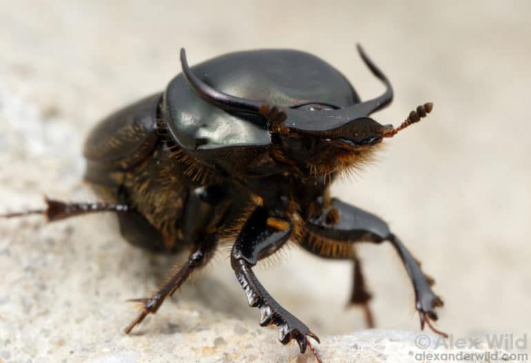 Onthophagus taurus