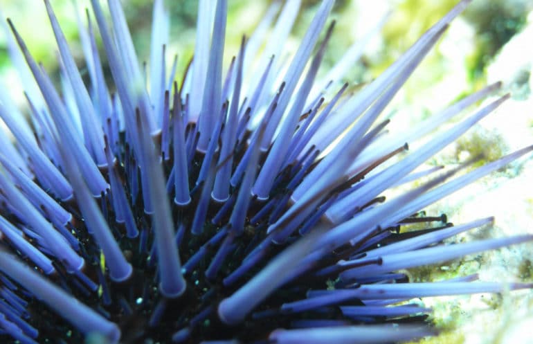 purple urchin