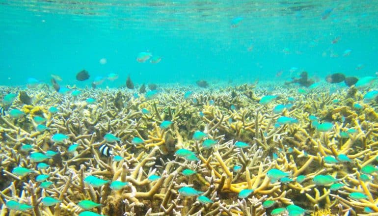 Fishes and healthy coral