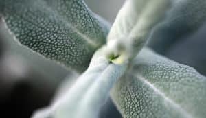 native California sagebrush