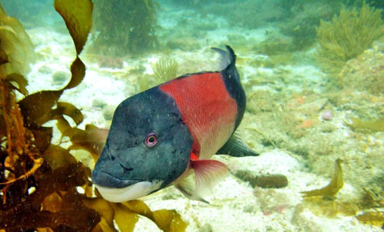 sheephead fish