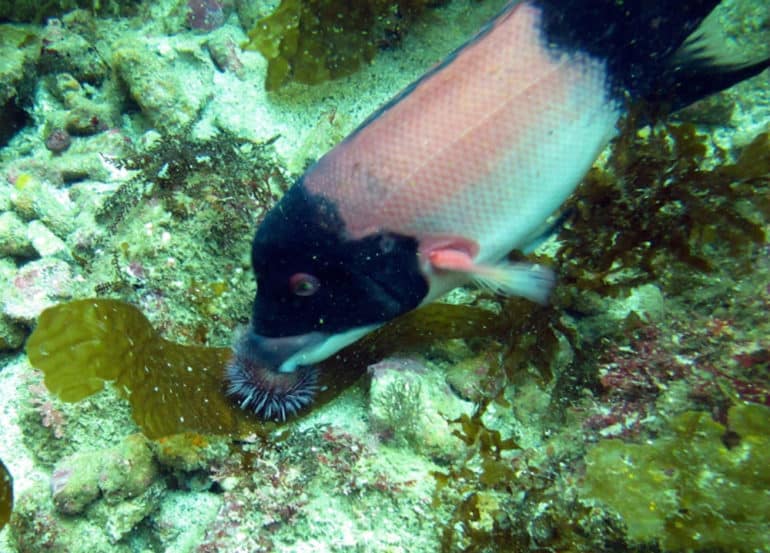 sheephead eats urchin