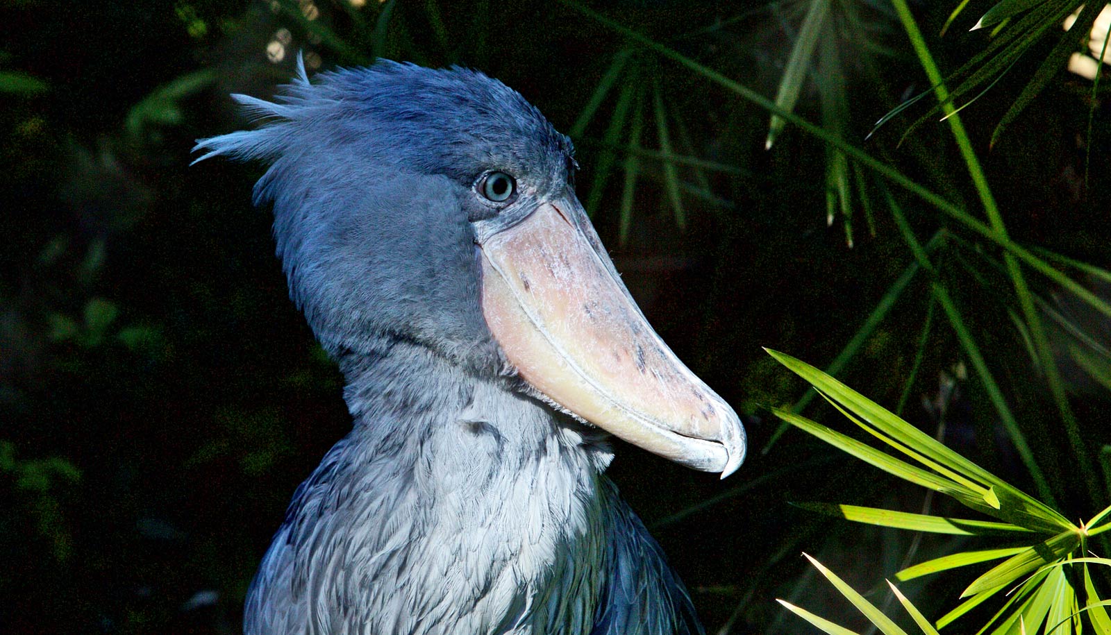 How birds evolved such crazy beaks - Futurity