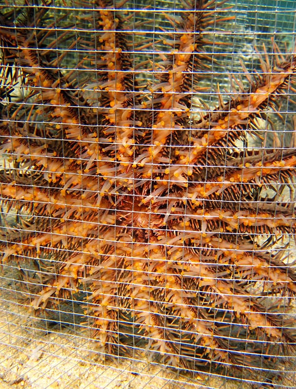 crown of thorns sea star in a cage