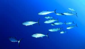 school of tuna