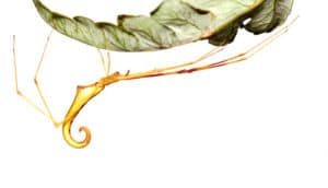 Ariamnes uwepa spider