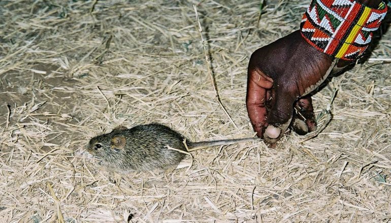 mouse in Maasai home