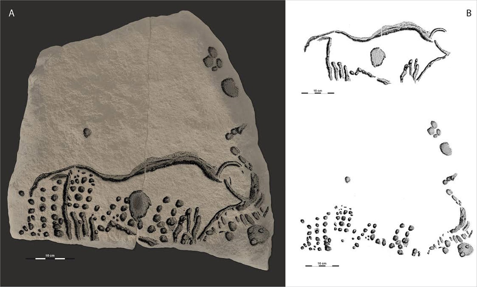 Blanchard aurochs