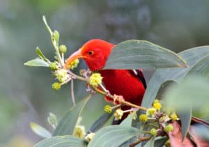 scarlet honeycreeper bird