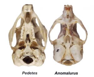 spring hare and scaly-tailed squirrel skulls