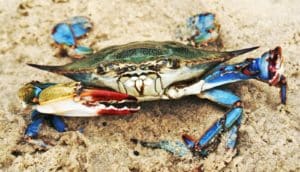 blue crab on sand