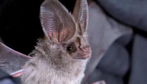 California leaf-nosed bat