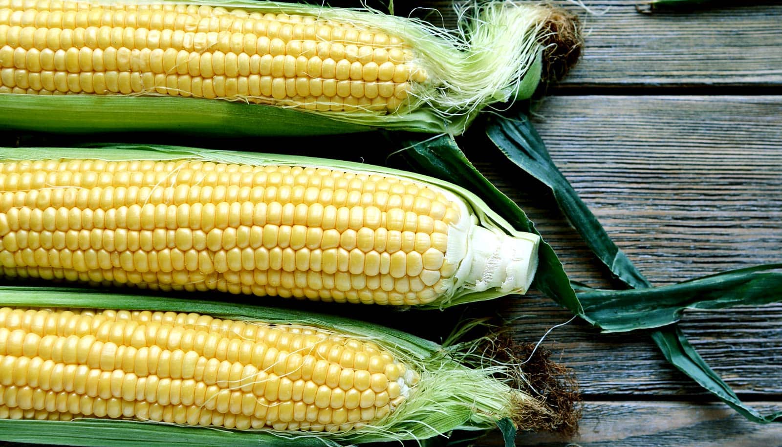 Transgenic corn keeps toxic fungus under control Futurity