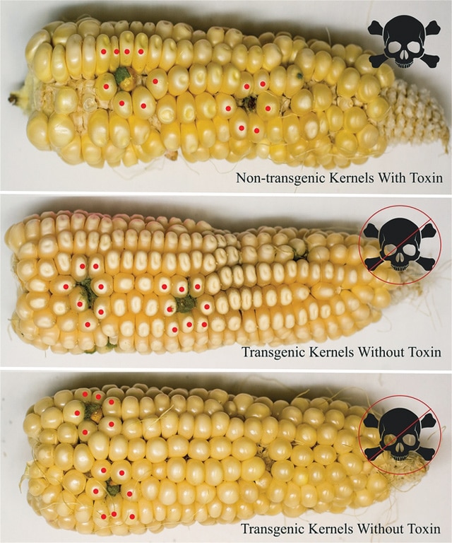 aspergillus infection on corn