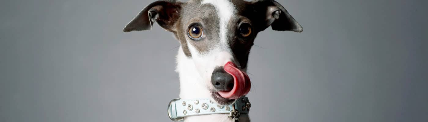 dog licking