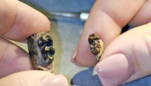 size comparison of two Arenahippus fossils