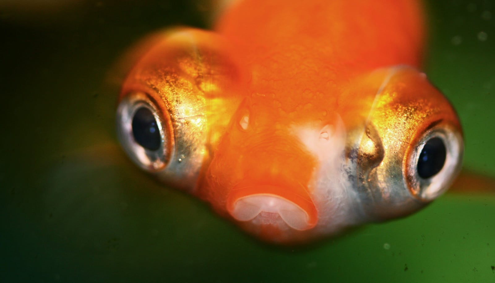 Fish retinas heal themselves. Could ours, too? Futurity