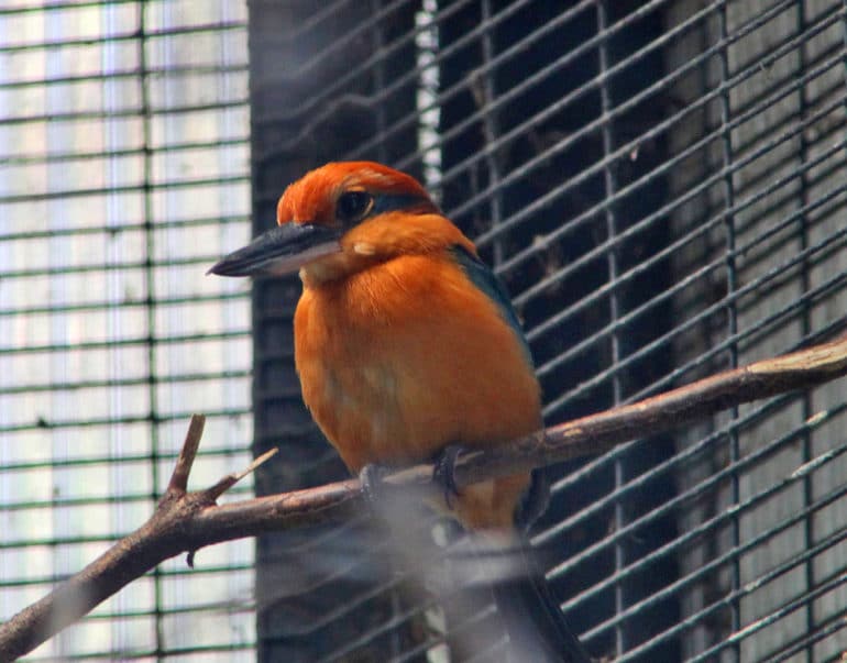 guam kingfisher bird in cage