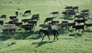 nomadic herder in Kazakhstan