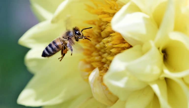 honey bee at yellow dahlia