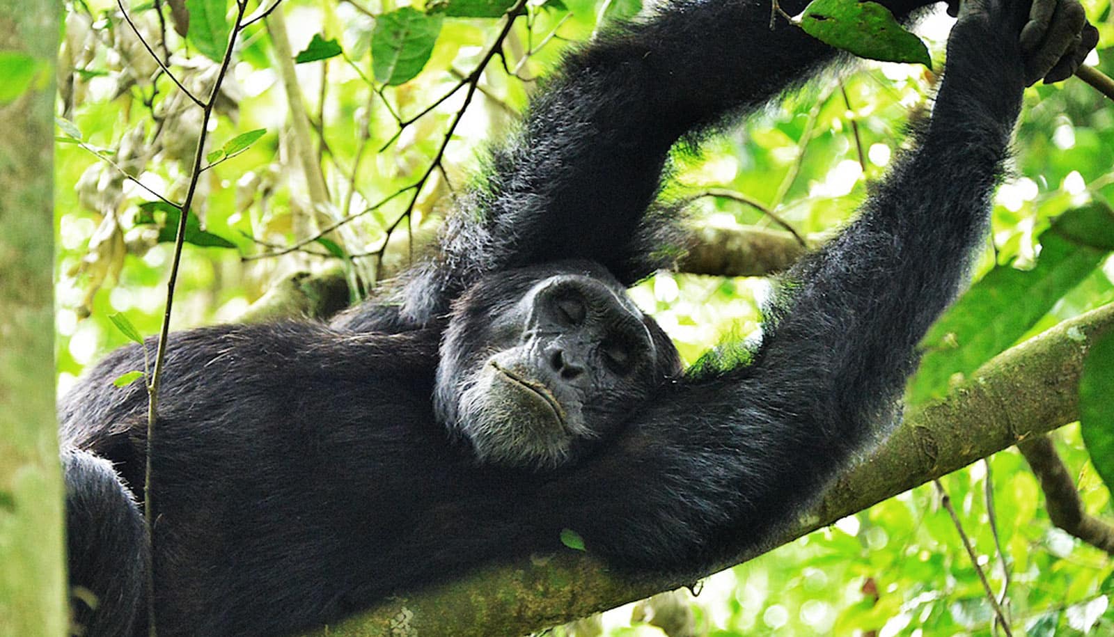 These chimps in Uganda enjoy really long lives Futurity