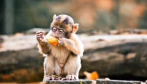 monkey eating fruit