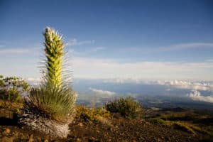 silversword plant in hawai'i