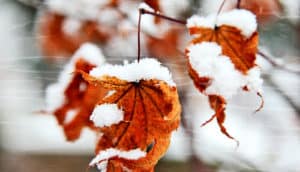 snow on maple leaves