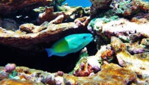 parrotfish swimming through coral reef