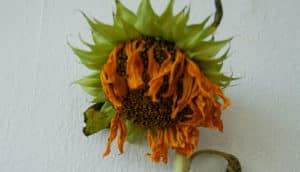 Dying sunflower - plant stress and autophagy