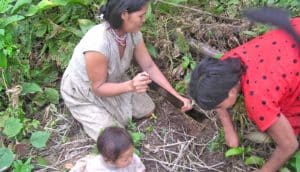 Tsimane women gardening