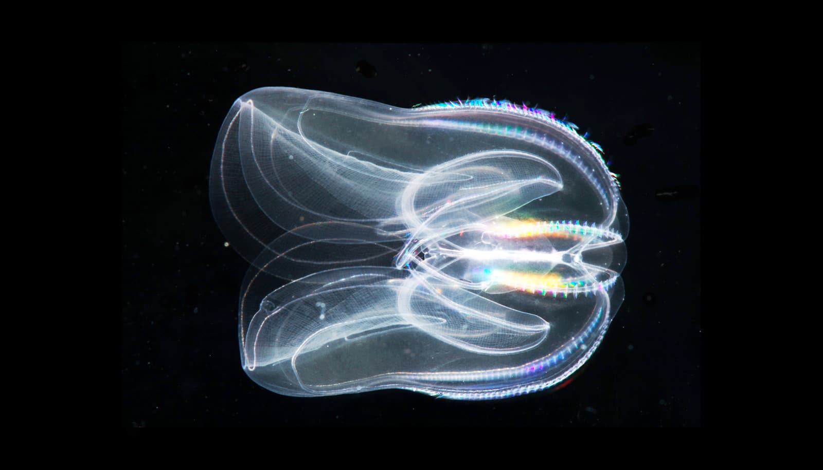 These predators might be the earliest animal Futurity