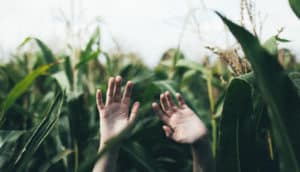 hands in corn field