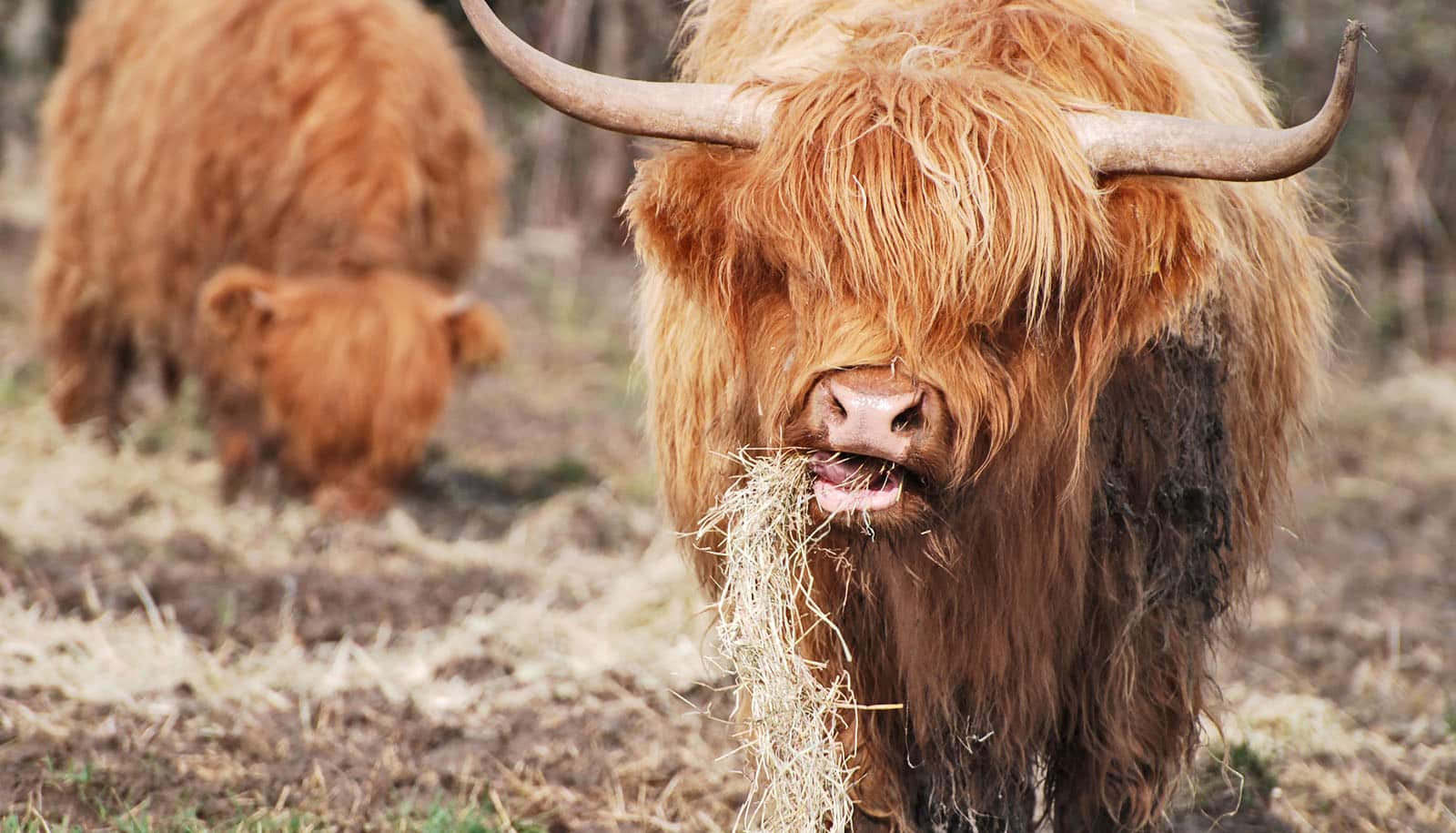 Cowlike chewing probably helped humans survive Futurity